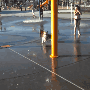 dog at waterpark